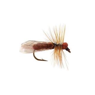 BROWN CADDIS