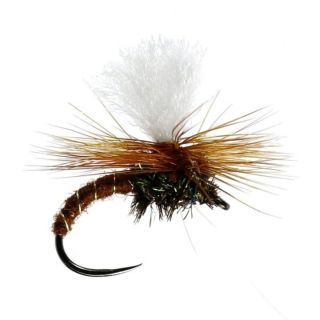 CDC Klinkhamer Brown XX