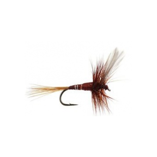 Devaux Brown Winged xx