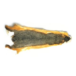 Fox Squirrel Skin