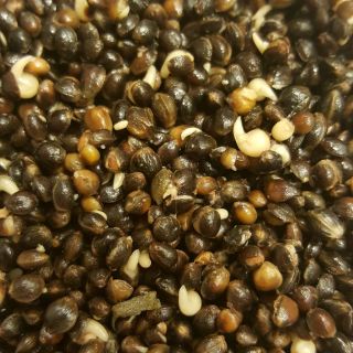 All in Partikels Hennep