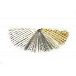 Veniard Barred Tail Fibbes ( Fibbets)