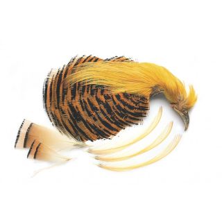 Goud Fazant Complete Kop