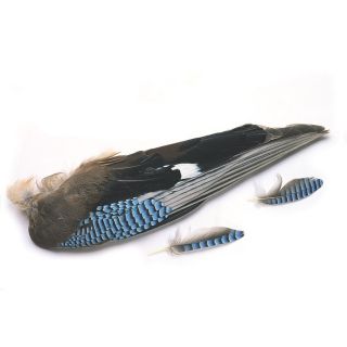 Vlaamse Gaai Vleugels (Jay)