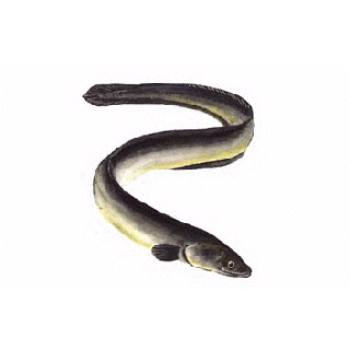 Palinghuid (Eel Skin)