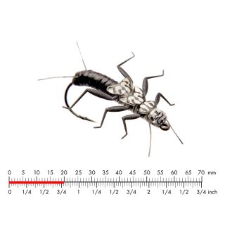 J:son Realistic Wing Material Stonefly