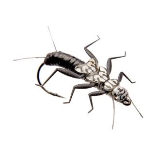 J:son RealisticWing Material Mayfly Nymph