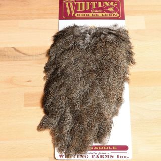 whiting coq de leon hen cape